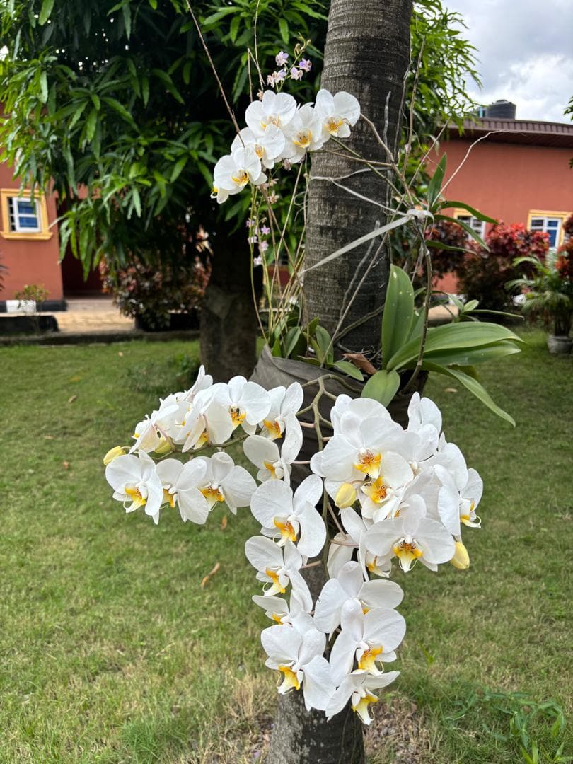 Orchid in bloom