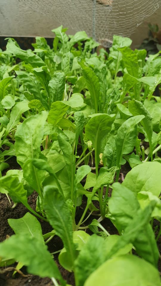 Fresh arugula