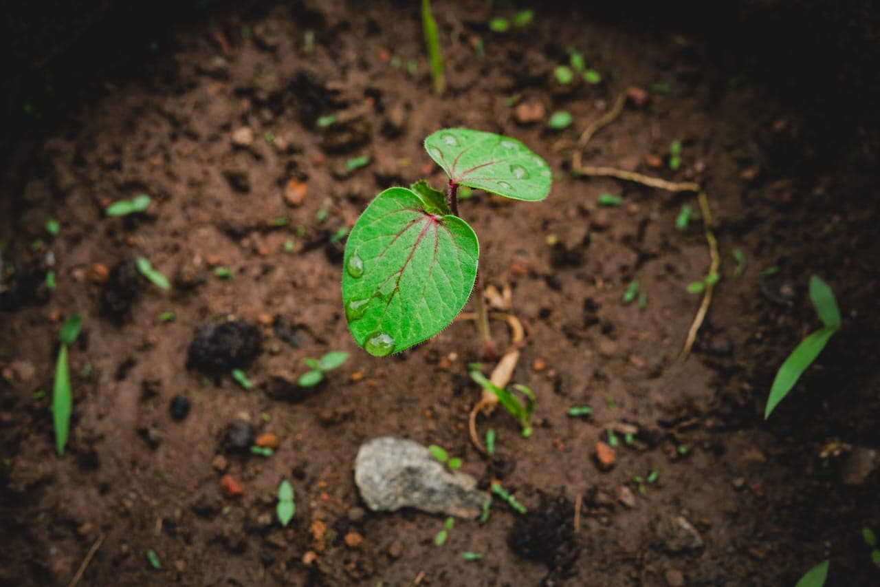 A young sprout